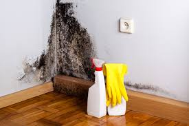 Mold Remediation for Rental Properties in West Chicago, IL